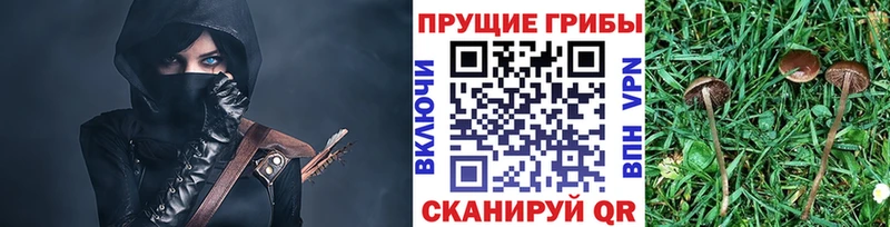 Галлюциногенные грибы Psilocybine cubensis Чкаловск